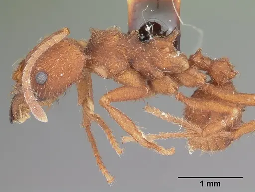 Acromyrmex versicolor - CASENT0104036