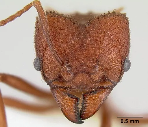 Acromyrmex versicolor - CASENT0106056