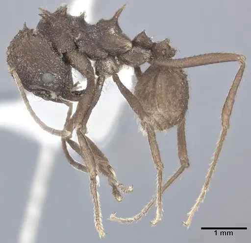 Acromyrmex versicolor - CASENT0246631