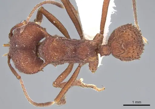 Acromyrmex versicolor - CASENT0922032
