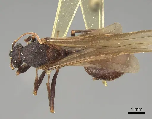 Acromyrmex versicolor - CASENT0923024