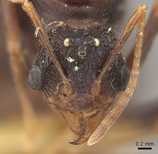 Acromyrmex versicolor - CASENT0923024