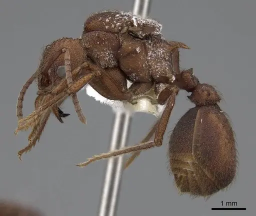 Acromyrmex versicolor - CASENT0923051