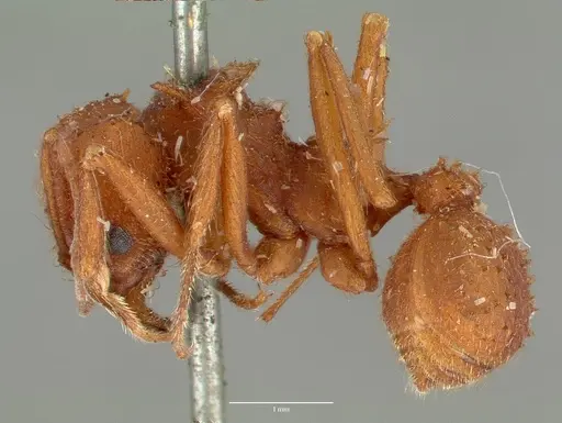 Acromyrmex versicolor - CASTYPE00618