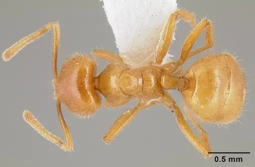 Acropyga acutiventris specimen
