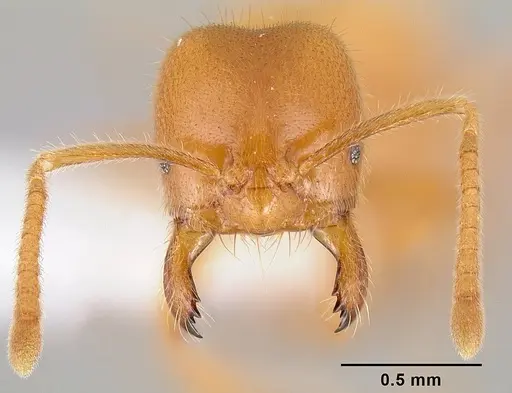 Acropyga acutiventris specimen