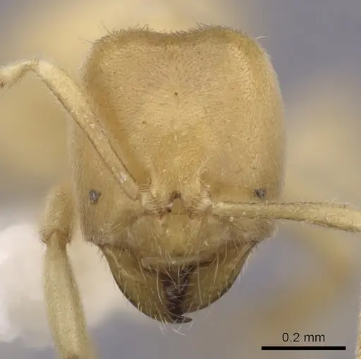 Acropyga ambigua specimen