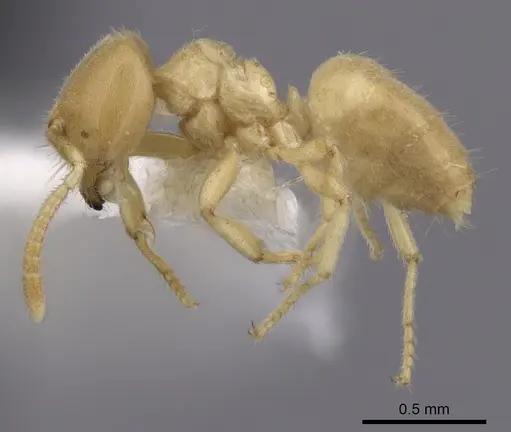 Acropyga ambigua specimen