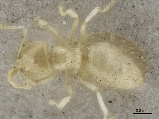 Acropyga ambigua - CASENT0916666