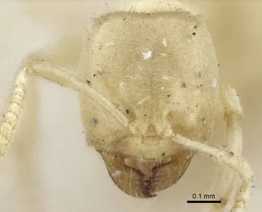 Acropyga ambigua - CASENT0916666