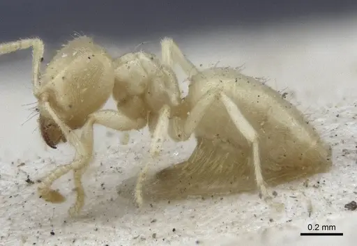 Acropyga ambigua - CASENT0916666