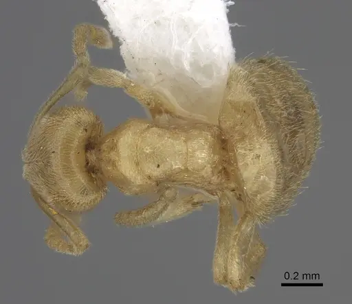 Acropyga arnoldi specimen