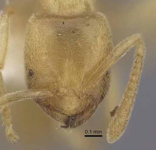 Acropyga arnoldi specimen