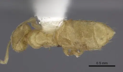 Acropyga arnoldi - CASENT0235249