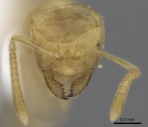 Acropyga arnoldi - CASENT0235249