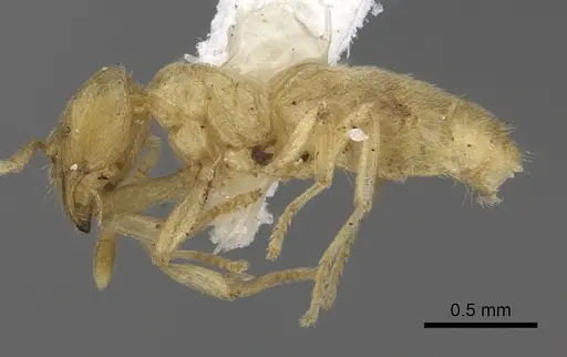 Acropyga arnoldi - CASENT0235249