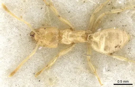 Acropyga arnoldi - CASENT0903180