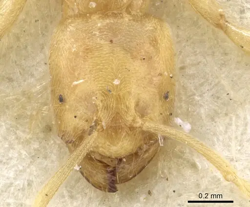 Acropyga arnoldi - CASENT0903180