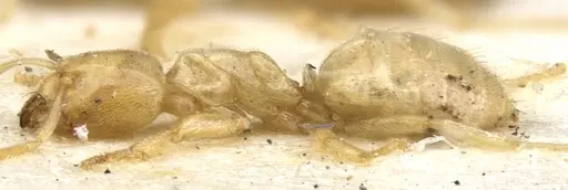 Acropyga arnoldi - CASENT0903180