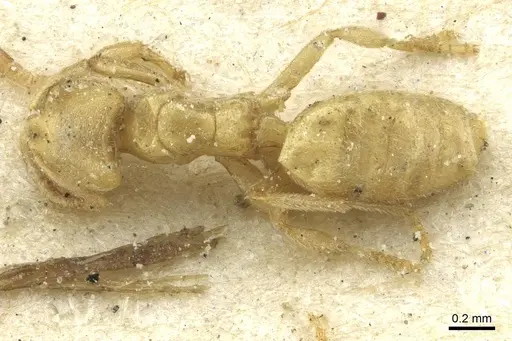 Acropyga arnoldi - CASENT0912352