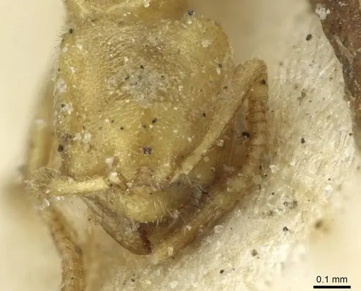 Acropyga arnoldi - CASENT0912352