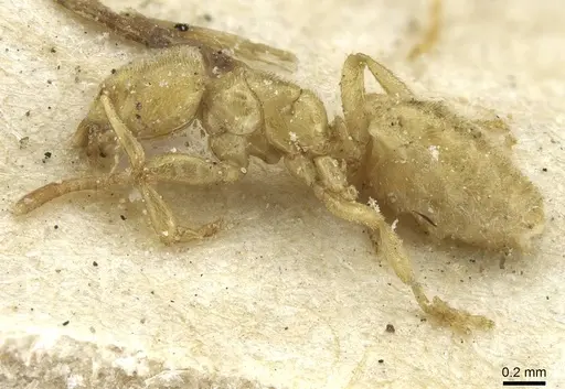 Acropyga arnoldi - CASENT0912352