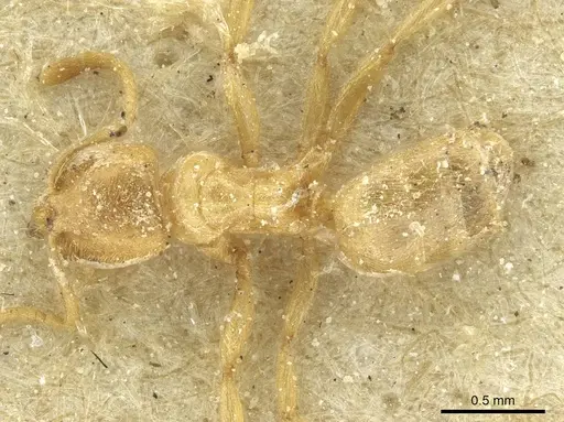 Acropyga arnoldi - CASENT0912353