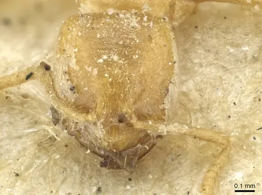 Acropyga arnoldi - CASENT0912353