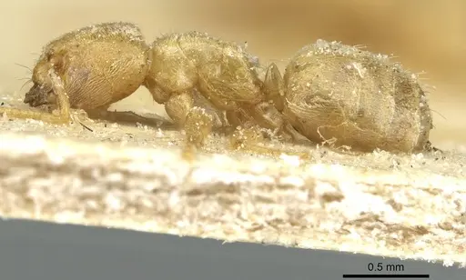 Acropyga arnoldi - CASENT0912353