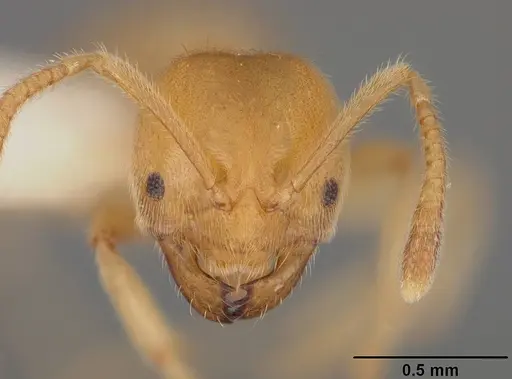 Acropyga ayanganna specimen