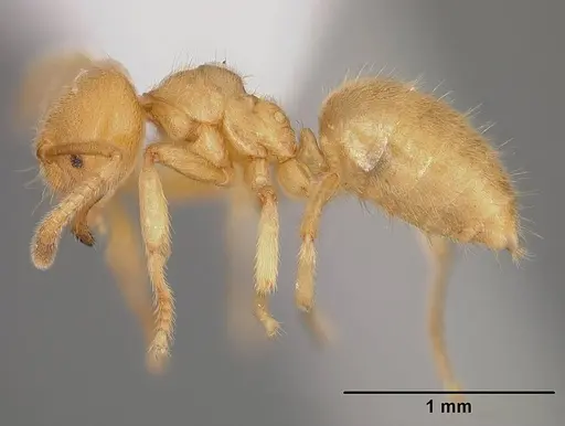 Acropyga ayanganna specimen