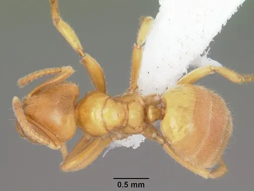 Acropyga bakwele specimen