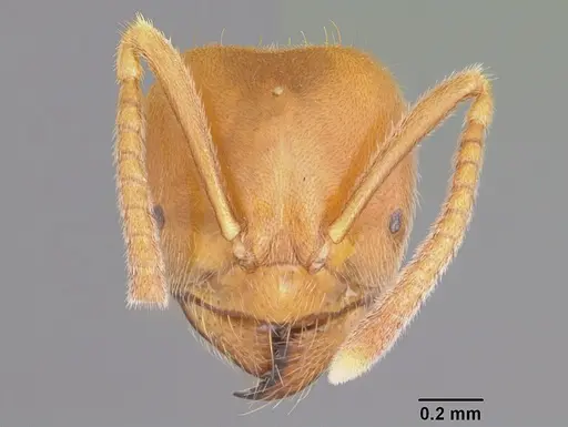 Acropyga bakwele specimen