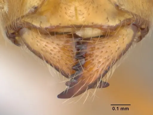 Acropyga bakwele specimen