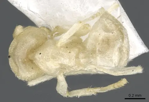 Acropyga butteli specimen