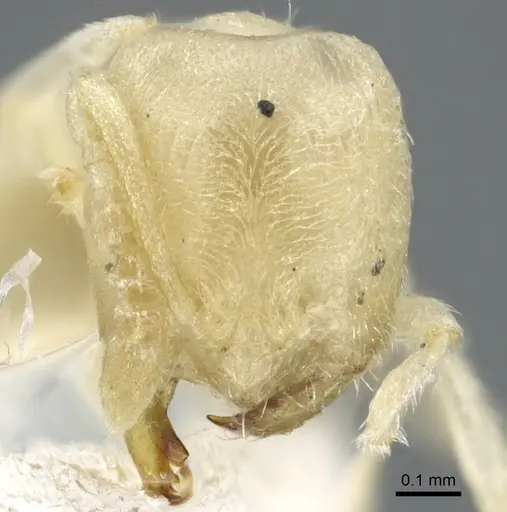 Acropyga butteli specimen