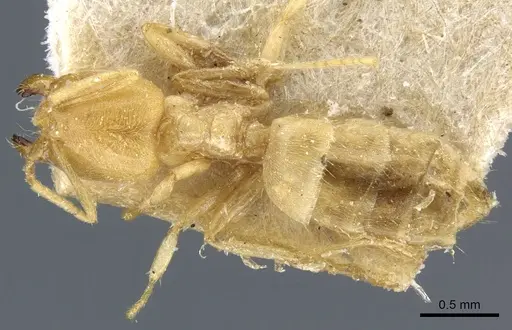 Acropyga butteli - CASENT0905161