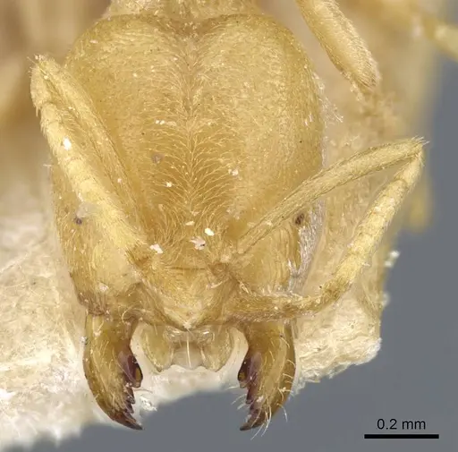 Acropyga butteli - CASENT0905161