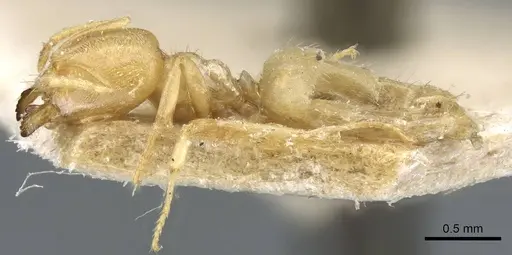 Acropyga butteli - CASENT0905161