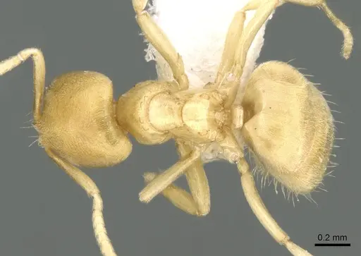 Acropyga butteli - CASENT0906270