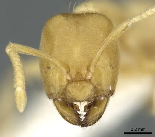 Acropyga butteli - CASENT0906270