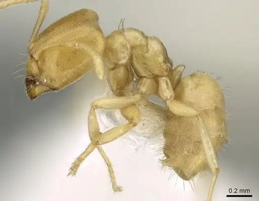 Acropyga butteli - CASENT0906270