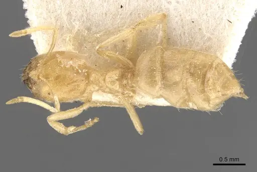 Acropyga butteli - CASENT0909908