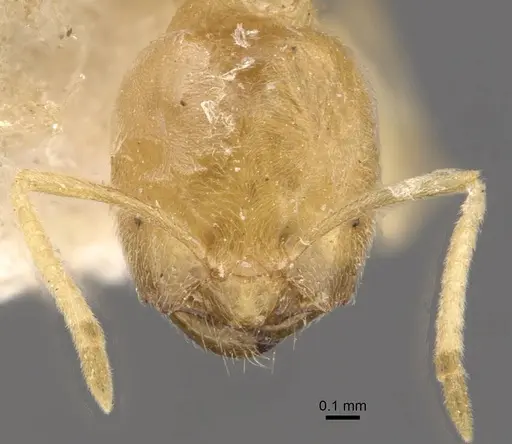 Acropyga butteli - CASENT0909908