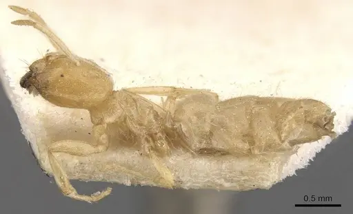 Acropyga butteli - CASENT0909908