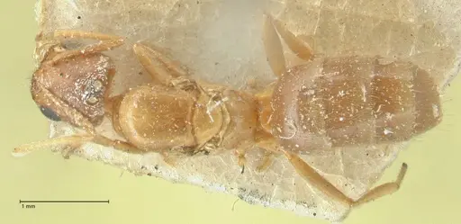 Acropyga butteli - FOCOL2241