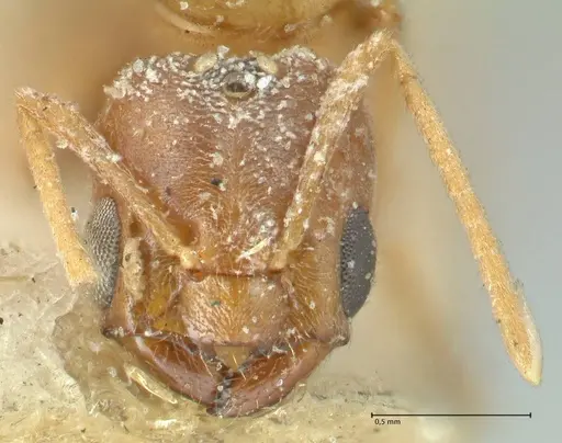 Acropyga butteli - FOCOL2241