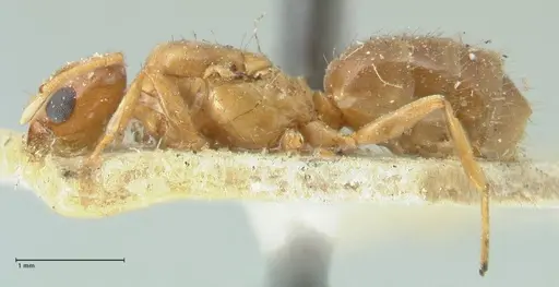 Acropyga butteli - FOCOL2241