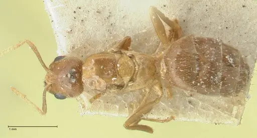 Acropyga butteli - FOCOL2242