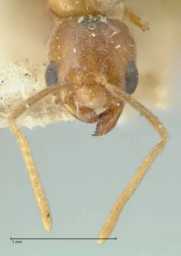 Acropyga butteli - FOCOL2242